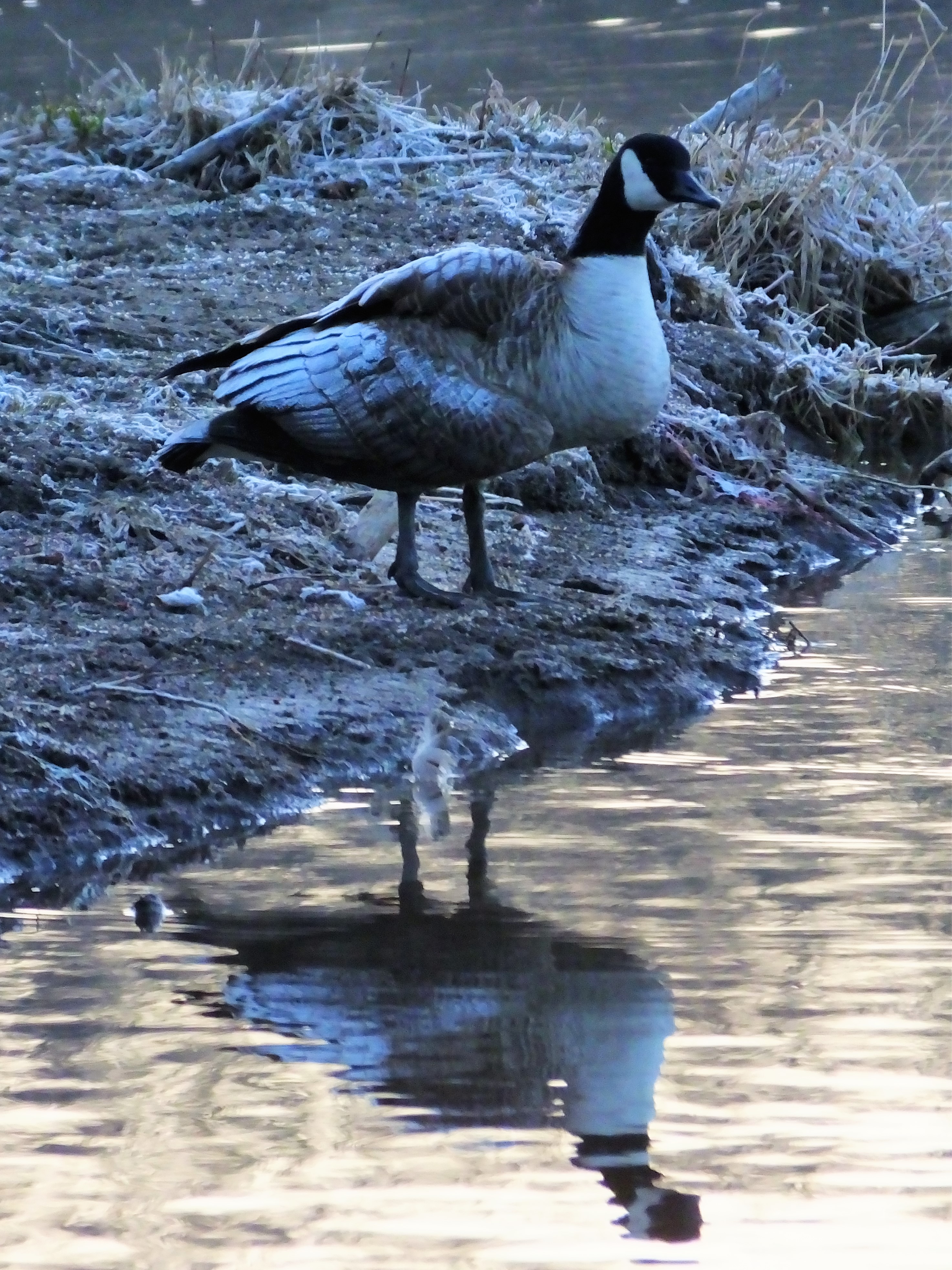 Goose Cold A morning that’ll frost your goose… – Signs of Life in Estabrook Park